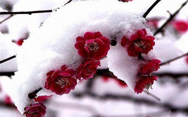 怎样无土栽培植物 无土栽培的花卉有哪些 怎样无土栽培植物 无土栽培的花卉有哪些