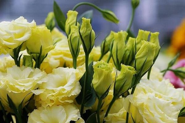 给女朋友道歉送什么花合适 盘点表达歉意的花卉 给女朋友道歉送什么花合适 盘点表达歉意的花卉