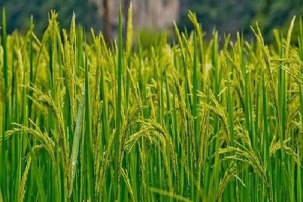 水稻是水生植物吗 生长过程整理 水稻是水生植物吗 生长过程整理