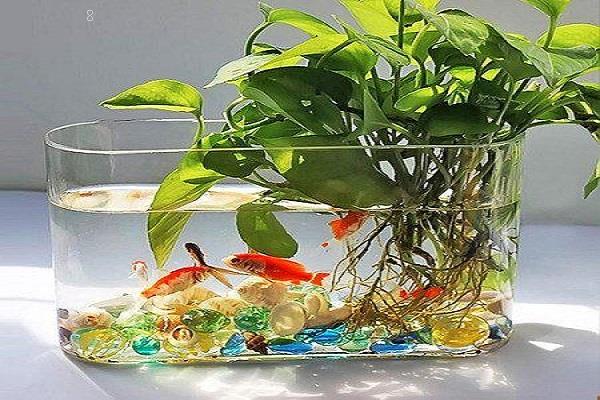 沉水植物有哪些 什么是沉水植物
