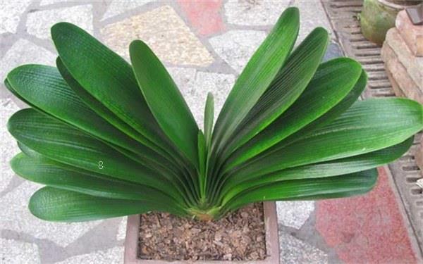 水培植物水里有虫子怎么办 如何解决 水培植物水里有虫子怎么办 如何解决