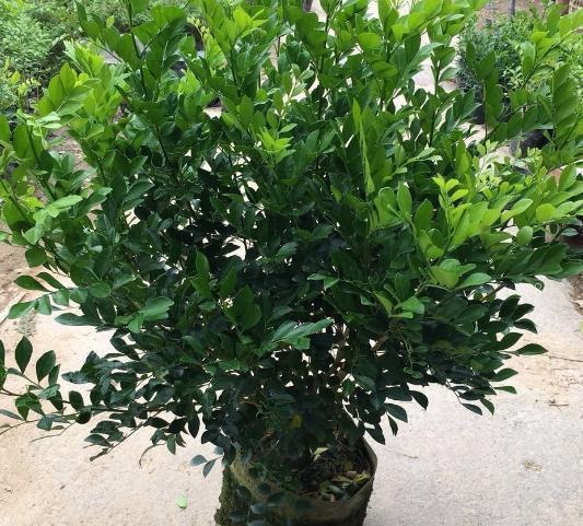 茉莉花叶子蔫了怎么办 打蔫原因及补救方法 茉莉花叶子蔫了怎么办 打蔫原因及补救方法