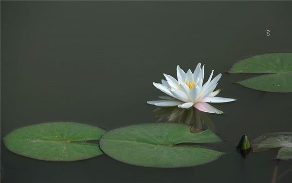家里养荷花有忌讳吗 养殖注意事项有哪些 家里养荷花有忌讳吗 养殖注意事项有哪些