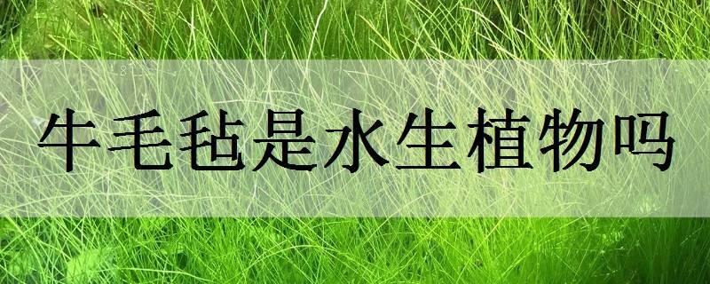 红睡莲是水生植物吗