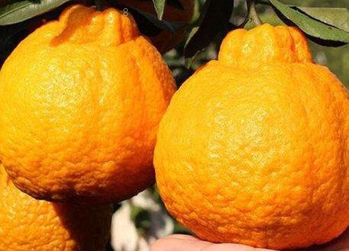 丑八怪什么时候成熟