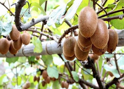 家里为什么不能养猕猴桃树（屋里栽猕猴桃盆栽是凶树吗）