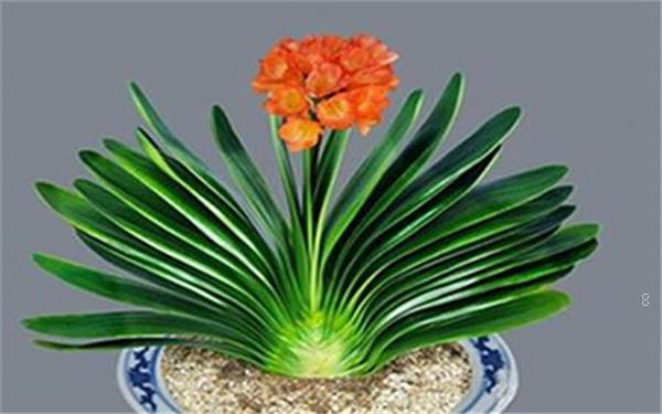 君子兰的养殖方法 如何浇水