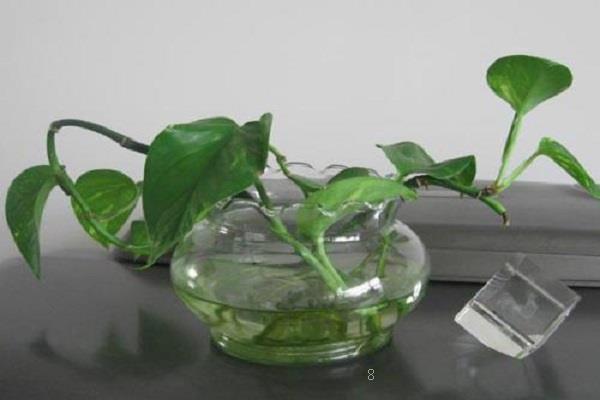 盆栽水生植物有哪些 水生植物的种类