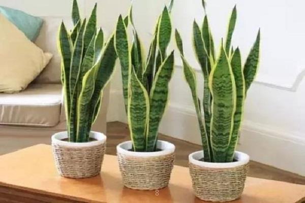 2025年盆栽植物怎么养 盆栽花盆选择注意事项 2025年盆栽植物怎么养 盆栽花盆选择注意事项