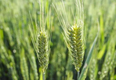 春季种植油菜花需注意什么 油菜花田间管理方法