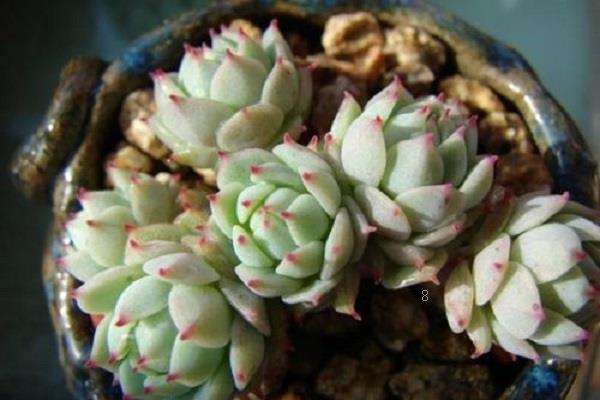 办公室植物有哪些品种 适合办公室养护的绿植 办公室植物有哪些品种 适合办公室养护的绿植