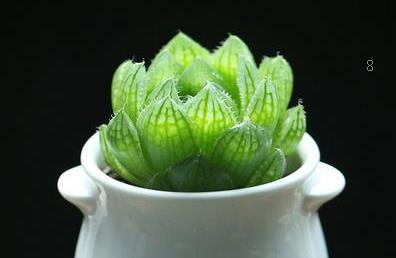 石楠花的花语是什么 石楠花的花语是什么