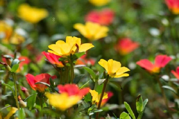 四季花卉有哪些 主要产地是哪里 四季花卉有哪些 主要产地是哪里