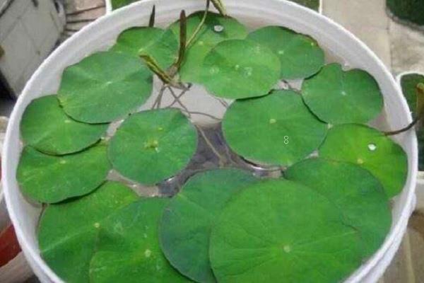 水草怎么养 注意事项有哪些 水草怎么养 注意事项有哪些