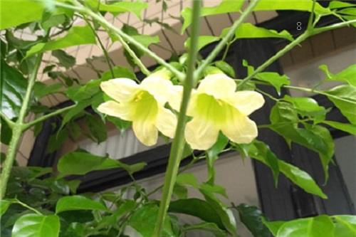 幸福树喜光吗 喜阴还是喜欢阳光