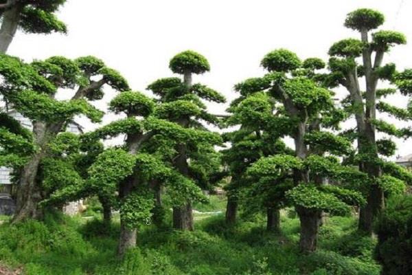秋天花卉有哪些 养护方法整理 秋天花卉有哪些 养护方法整理