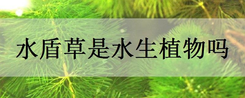 雨久花是水生植物吗 雨久花是水生植物吗