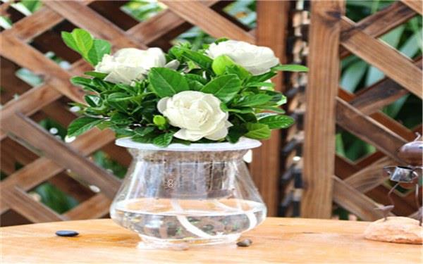 哪些植物可以水培 水培的方法是什么 哪些植物可以水培 水培的方法是什么