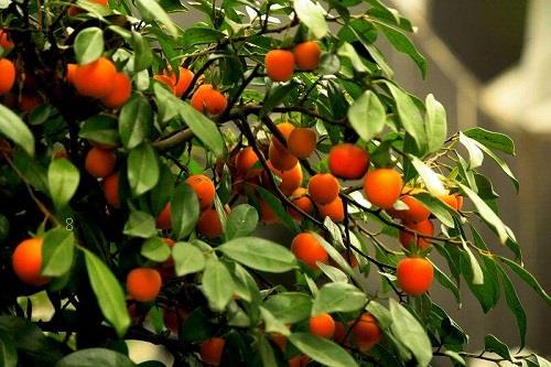 茉莉花冬天落叶吗 冬季掉叶是怎么回事 茉莉花冬天落叶吗 冬季掉叶是怎么回事