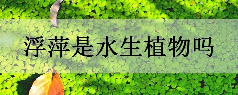 白睡莲是水生植物吗 白睡莲是水生植物吗