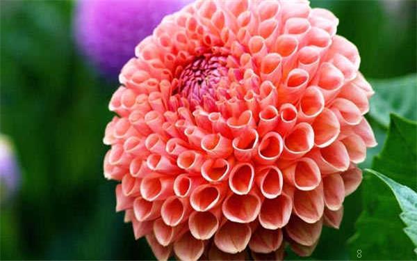 杭州市哪里有卖绿植的 什么绿植好养 杭州市哪里有卖绿植的 什么绿植好养