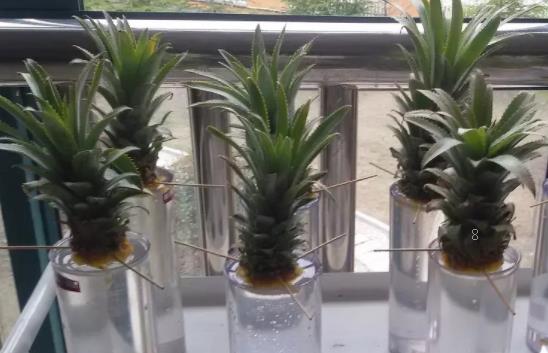 丝爪什么时候种 不同季节怎么养殖 丝爪什么时候种 不同季节怎么养殖