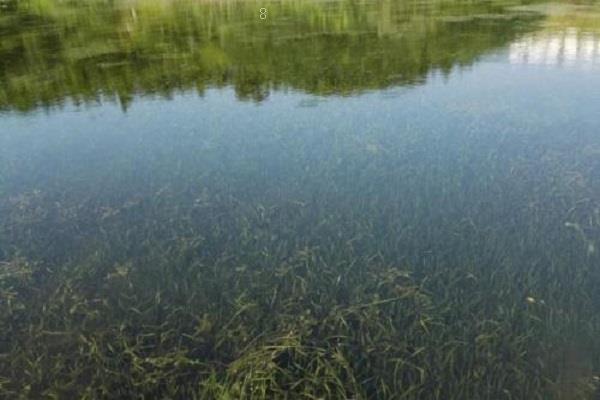 海带是植物吗 海带生长在哪里