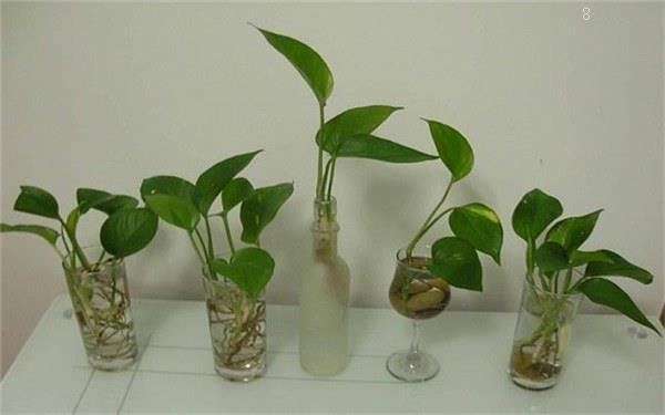 哪些植物可以水培 水培的方法是什么 哪些植物可以水培 水培的方法是什么