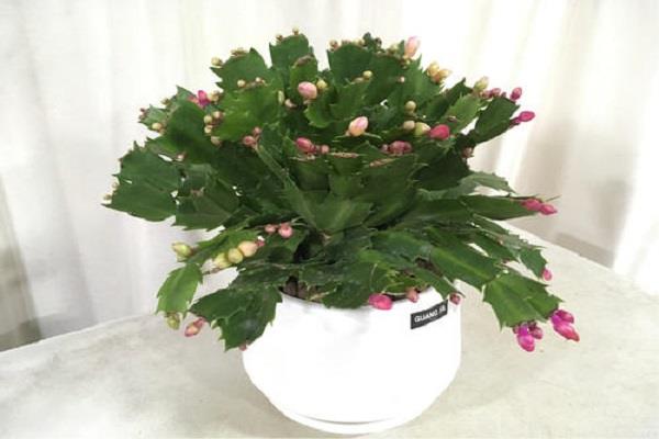 适合室内养护的大型盆栽植物有哪些 适合室内养护的大型盆栽植物有哪些