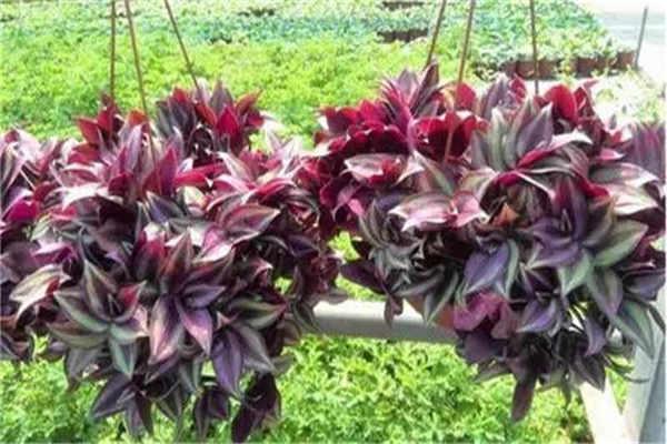 除甲醛植物有哪些 哪些植物净化空气效果好 除甲醛植物有哪些 哪些植物净化空气效果好
