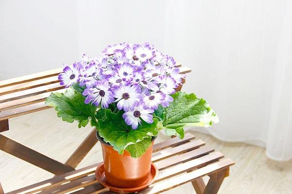 四照花烂根了怎么办 根烂怎么处理能救活 四照花烂根了怎么办 根烂怎么处理能救活