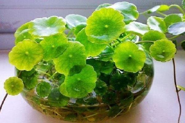什么是水培植物 水培方法和技巧 什么是水培植物 水培方法和技巧