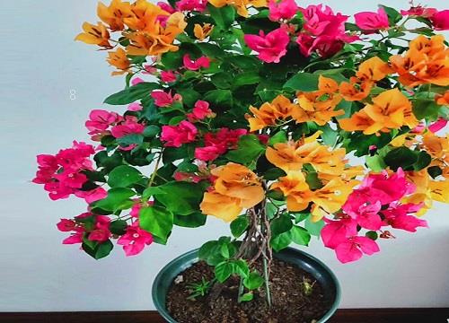花上有腻虫用什么方法去除（腻虫除了药还有什么小妙招）