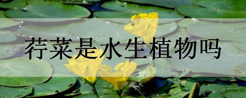 自制万能花肥要怎么做 需要哪些原料 自制万能花肥要怎么做 需要哪些原料