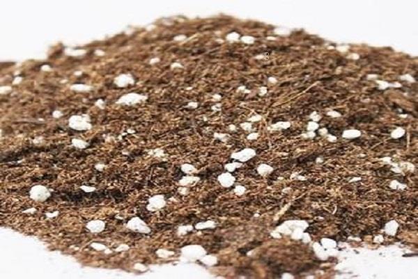 园林植物常用种类有哪些 园林植物常用种类有哪些