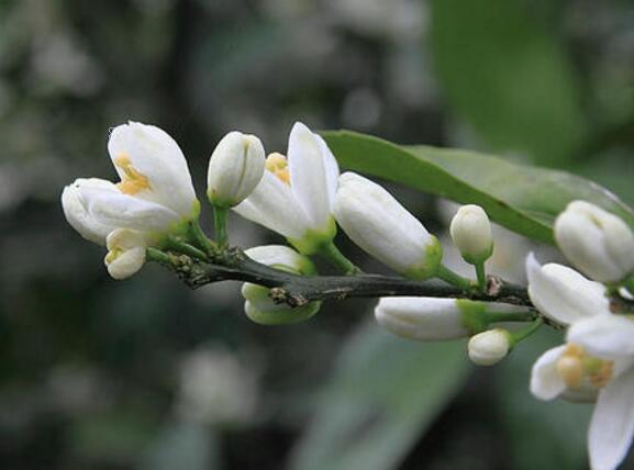 芙蓉菊叶子蔫了怎么办 打蔫原因及补救方法 芙蓉菊叶子蔫了怎么办 打蔫原因及补救方法