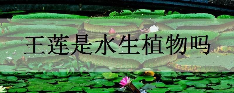 碗莲是水生植物吗