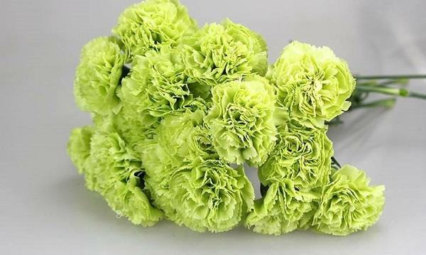 洋桔梗花的花语代表什么 它的花语是怎么来的