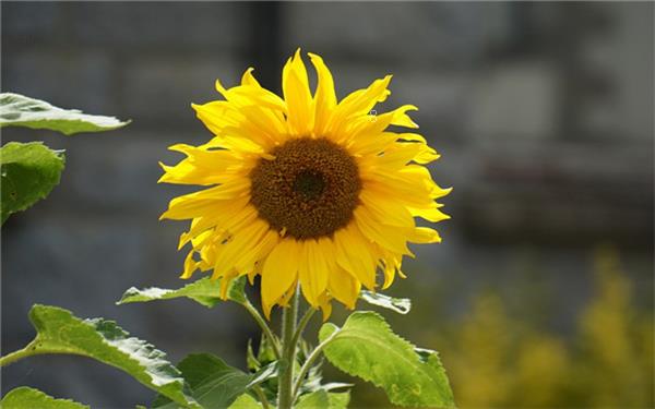 4月开紫色花的野花有哪些 有什么特征 4月开紫色花的野花有哪些 有什么特征