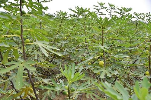 水稻病虫害防治技术 常见防治方法与措施