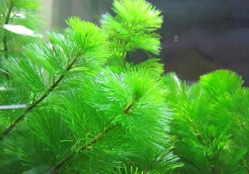 芦荟没根能活吗 有叶无根能栽活吗 芦荟没根能活吗 有叶无根能栽活吗