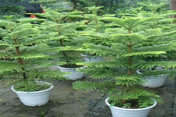 什么植物有助睡眠 可以放在卧室里的植物 什么植物有助睡眠 可以放在卧室里的植物