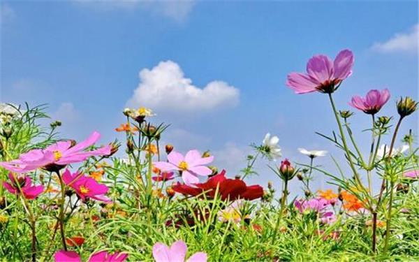 夏天水养的花有哪些注意事项
