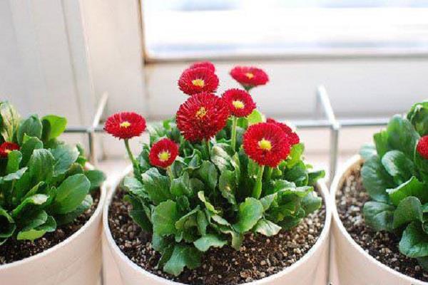 室内适合养殖的植物有哪些 室内适合养殖的植物有哪些