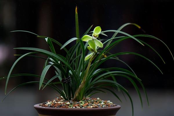 适合送老师的花 花语是什么 适合送老师的花 花语是什么
