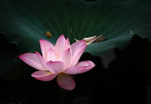 炮仗花叶子蔫了怎么办 打蔫原因及补救方法 炮仗花叶子蔫了怎么办 打蔫原因及补救方法