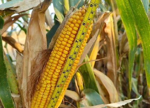 隆创310玉米种介绍（隆创玉米种子特性，亩产多少斤）