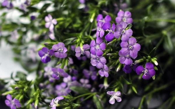 相思梅的花语是什么 有哪些寓意