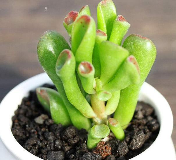 桂花叶子蔫了怎么办 打蔫原因及补救方法 桂花叶子蔫了怎么办 打蔫原因及补救方法
