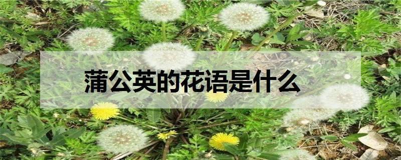 小邹菊花语是什么意思 有哪些传说